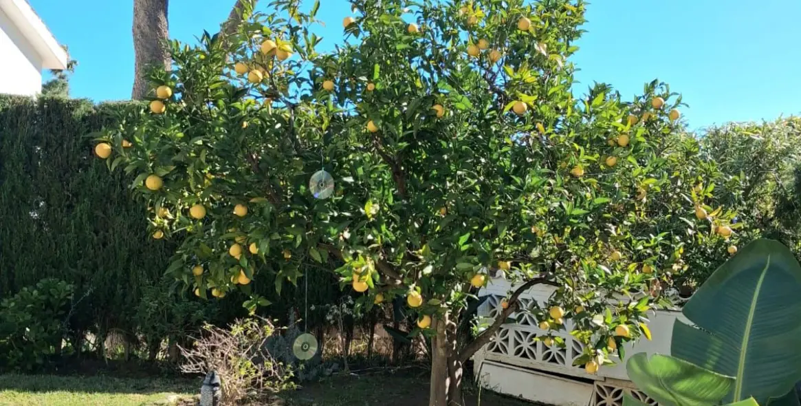 Sale of detached villa in Calahonda 42