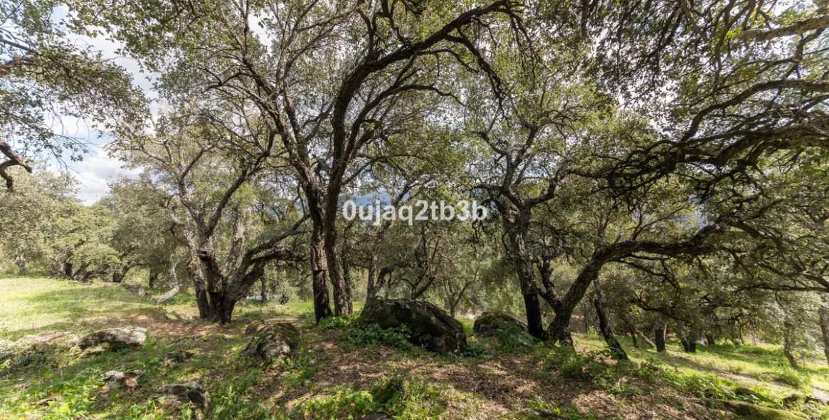 Sale of finca - cortijo in Cortes de la Frontera 22
