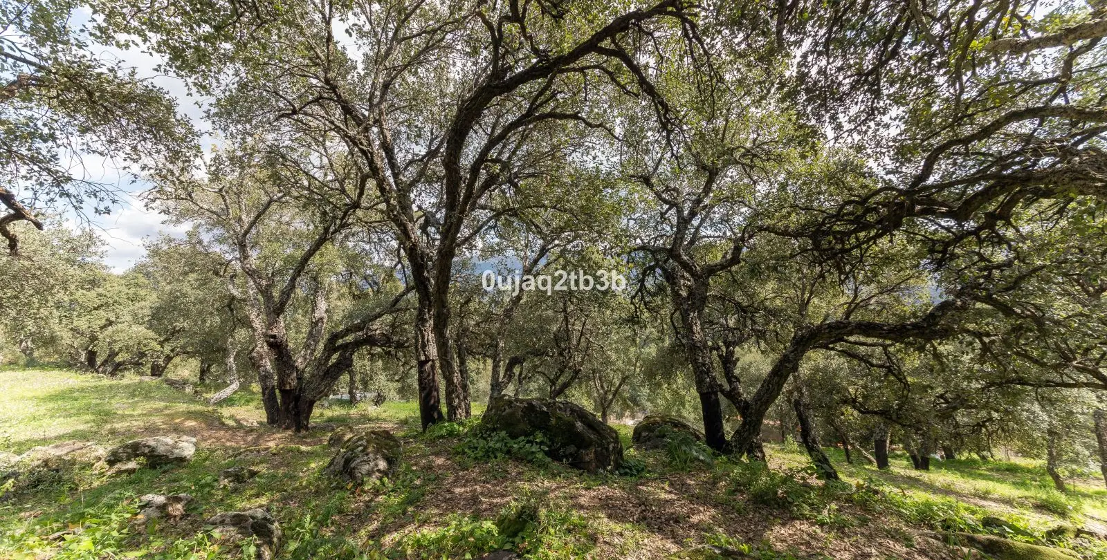 Продажа финки в Cortes de la Frontera 22
