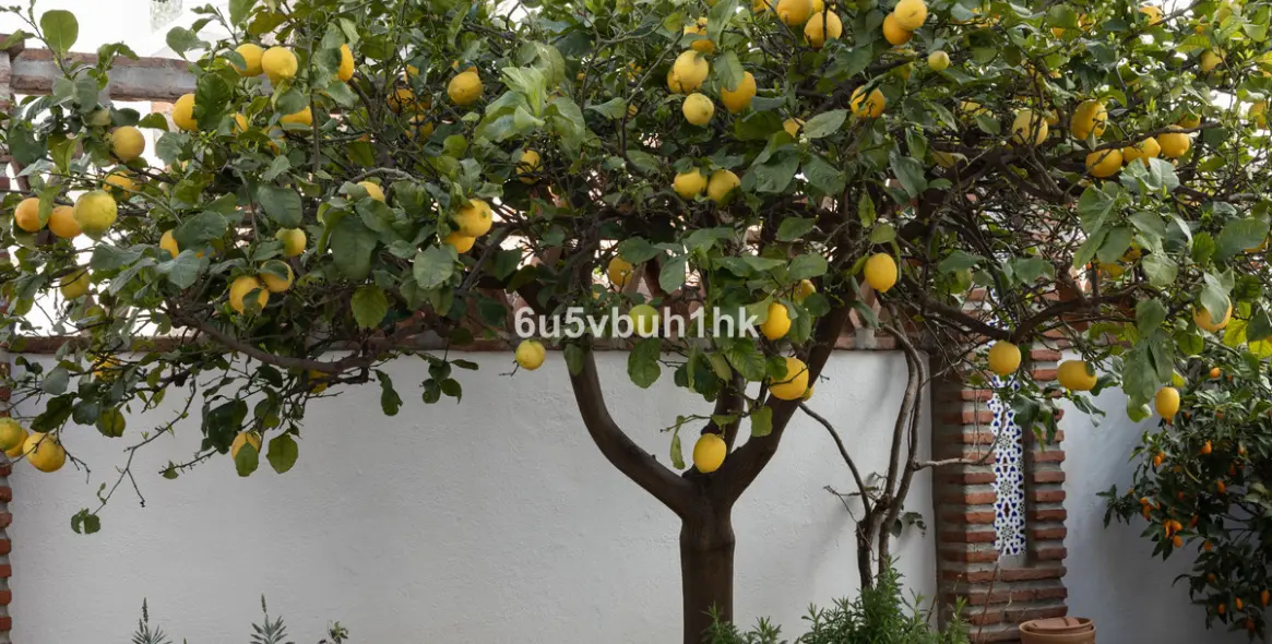 Sale of detached villa in Mijas 41