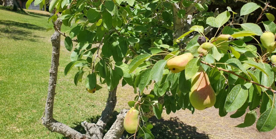 Sale of finca - cortijo in Monda 1