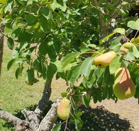 Sale of finca - cortijo in Monda