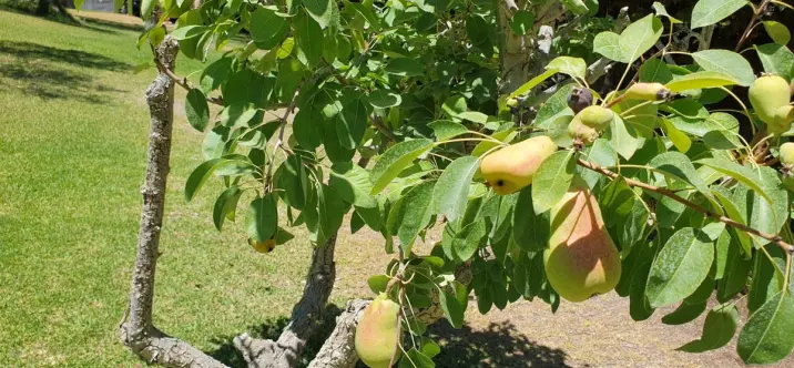 Sale of finca - cortijo in Monda 0