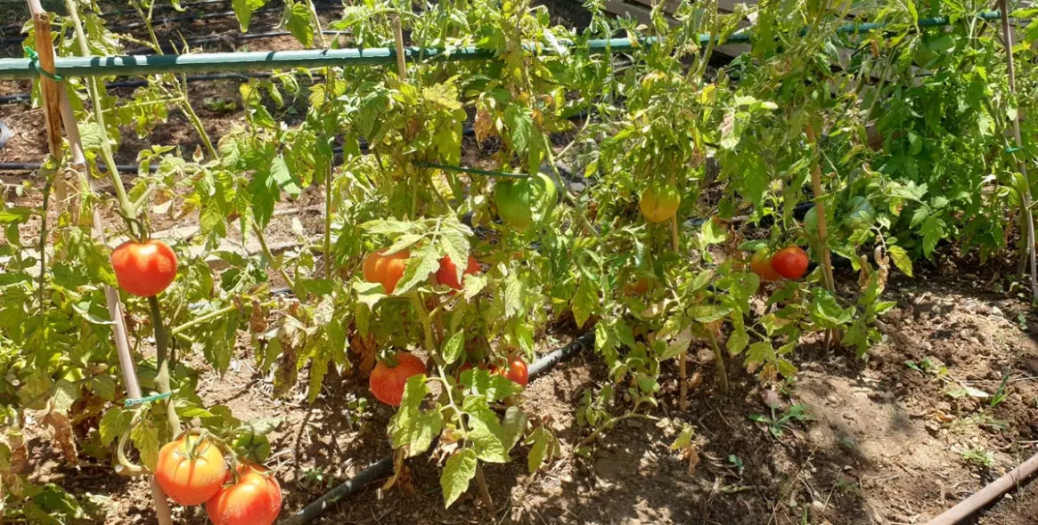 Sale of finca - cortijo in Monda 2