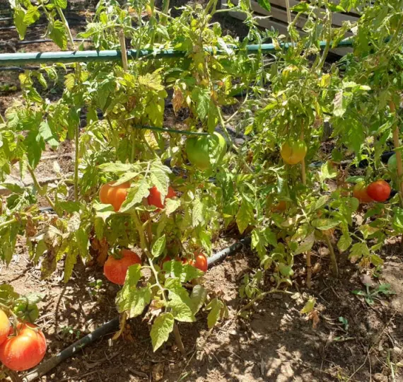 Sale of finca - cortijo in Monda