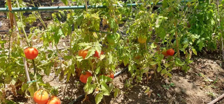 Sale of finca - cortijo in Monda 1