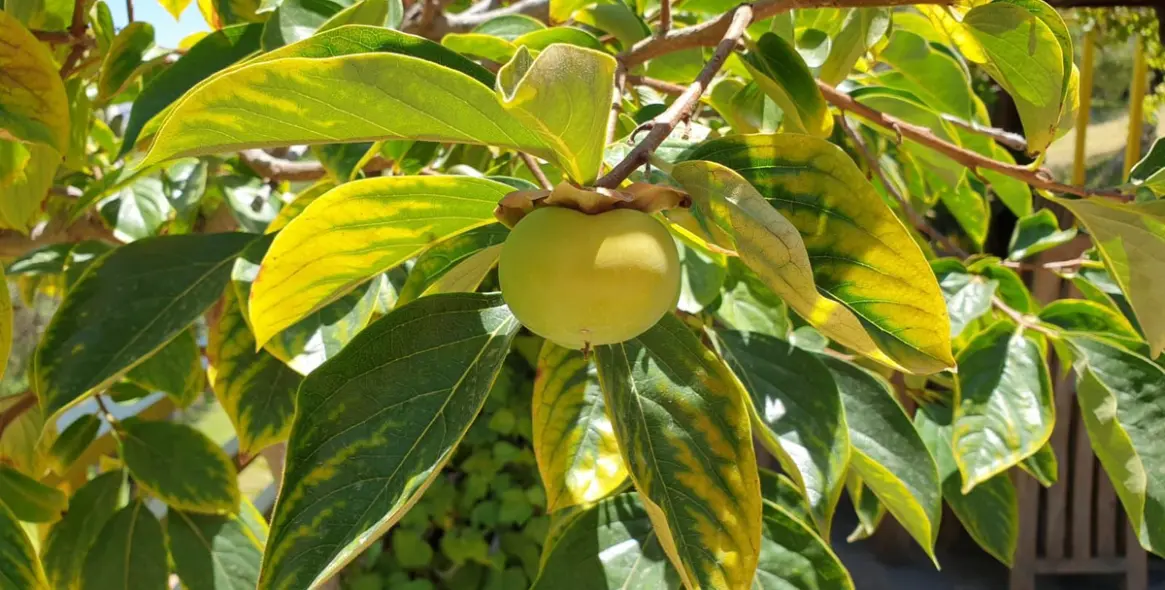 Sale of finca - cortijo in Monda 3