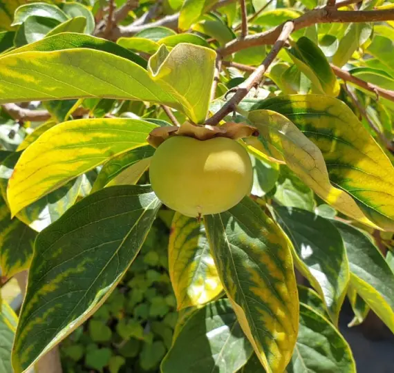 Sale of finca - cortijo in Monda