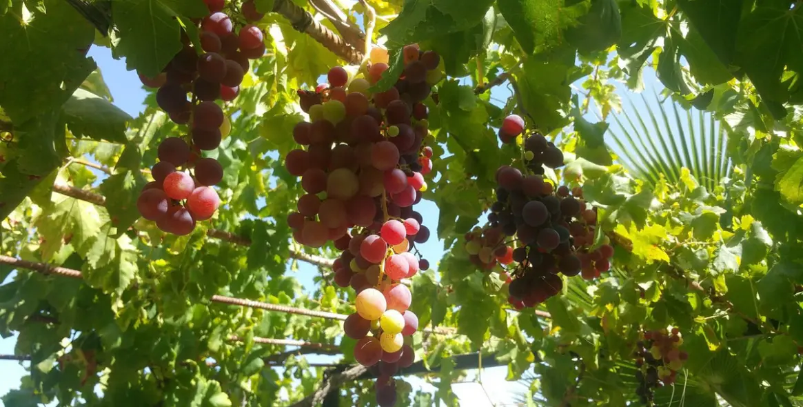 Sale of finca - cortijo in Alhaurín de la Torre 14
