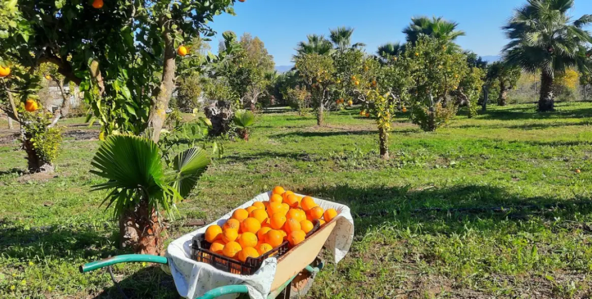 Sale of finca - cortijo in Alhaurín de la Torre 26