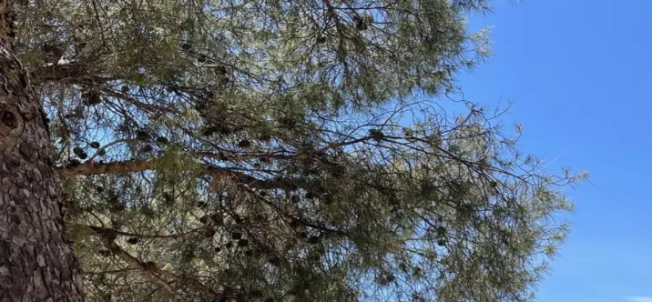 Venta de parcela residencial en Málaga Este 3