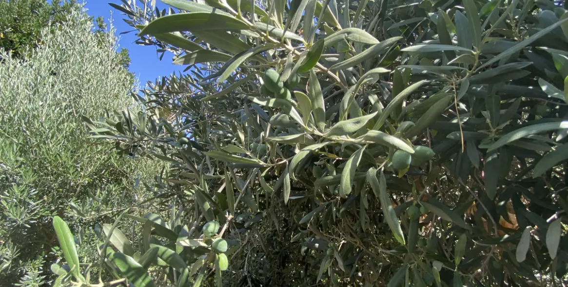 Продажа финки в Estepona 20