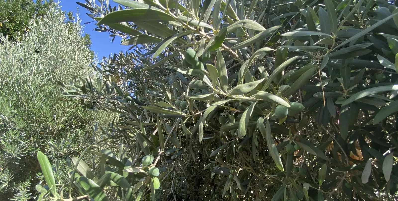 Sale of finca - cortijo in Estepona 21