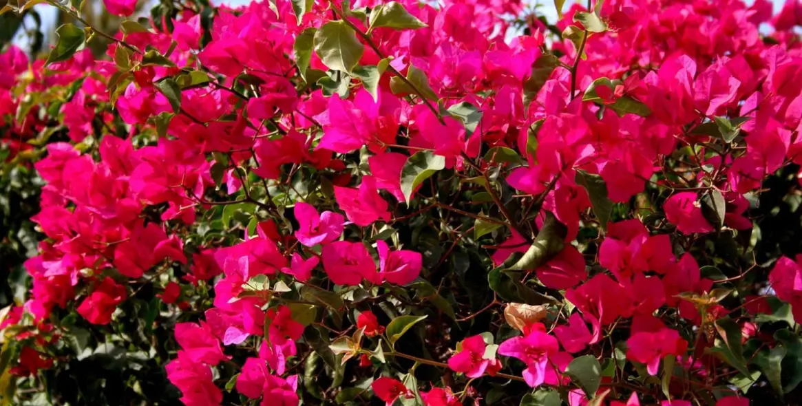 Sale of commercial premises in Marbella 19