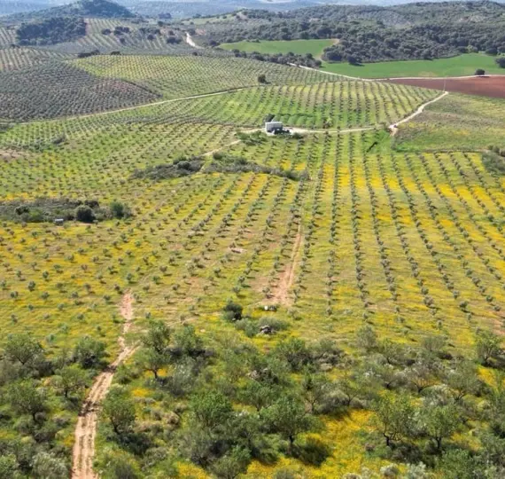 Жилой участок R4842031