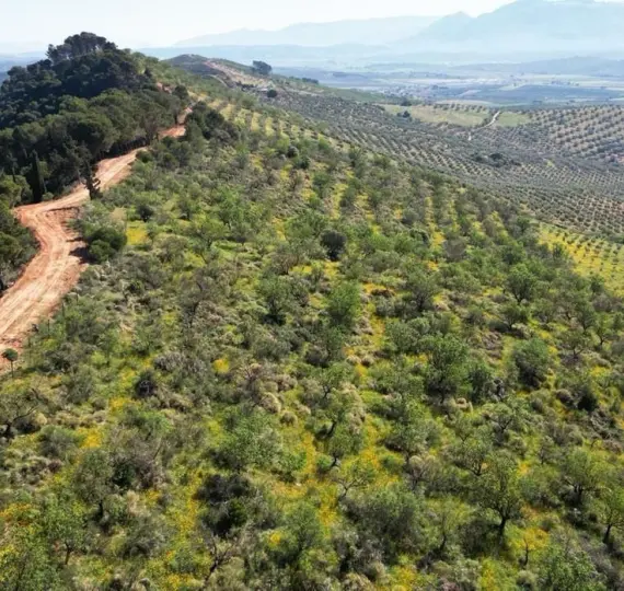 Жилой участок R4842031