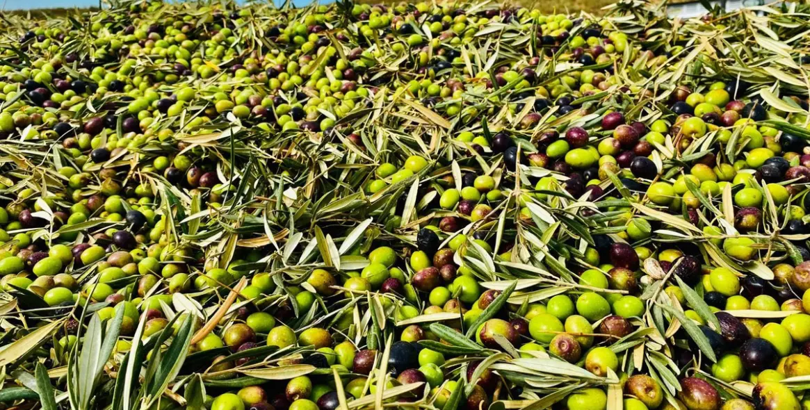 Продажа  жилого участка в Malaga (район Provincia de Málaga) 4