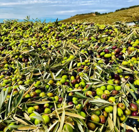 Жилой участок R4842031