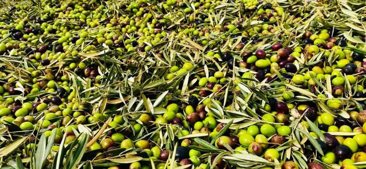 Жилой участок R4842031 3