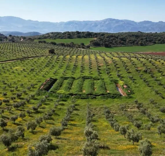 Жилой участок R4842031