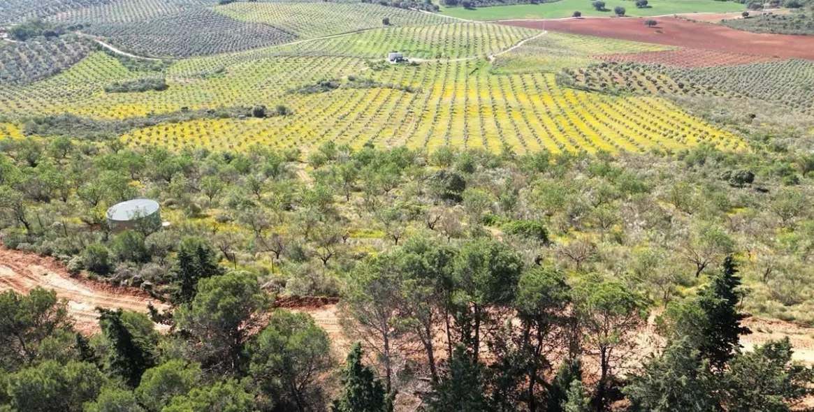 Продажа  жилого участка в Malaga (район Provincia de Málaga) 7