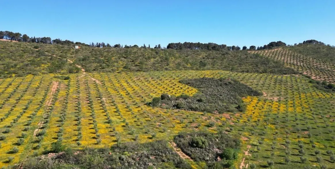 Продажа  жилого участка в Malaga (район Provincia de Málaga) 10