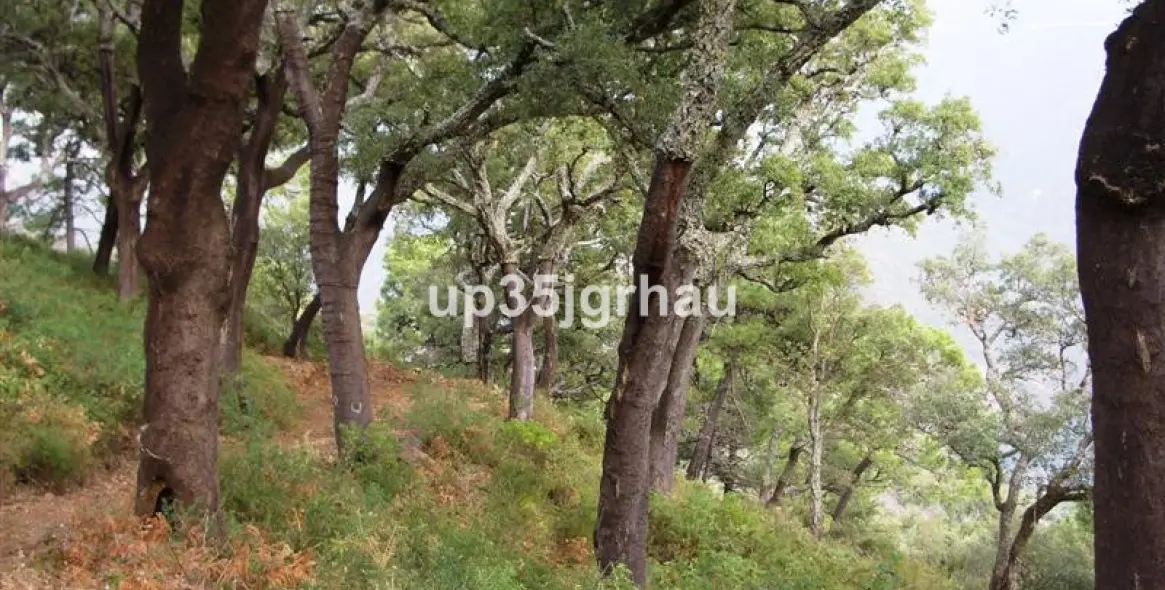 Продажа финки в Jubrique 10