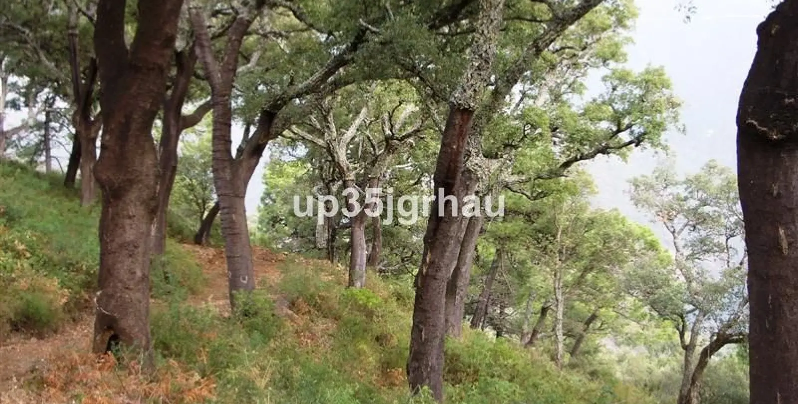 Sale of finca - cortijo in Jubrique 10