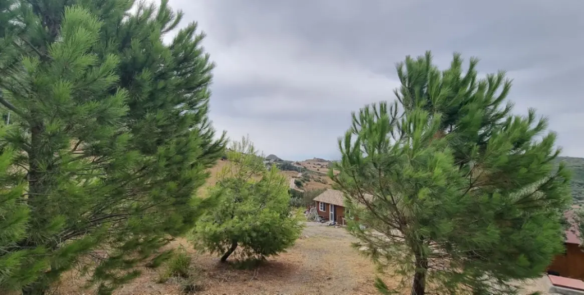 Venta de finca - cortijo en Casares 10