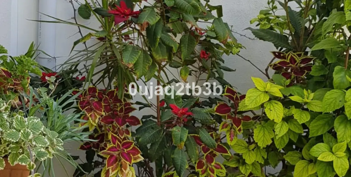 Продажа  отдельно стоящей виллы в New Golden Mile 29