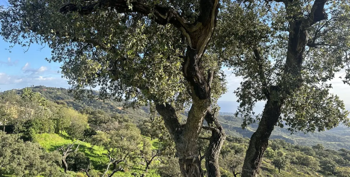 Sale of residential plot in La Mairena 22