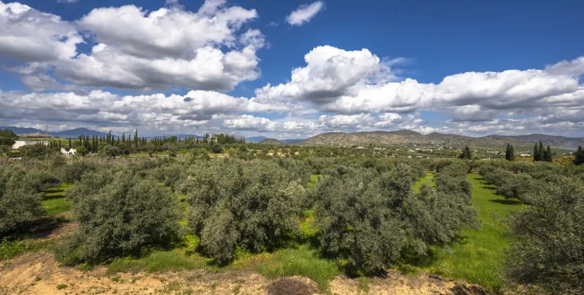 Sale of finca - cortijo in Alhaurín el Grande 20