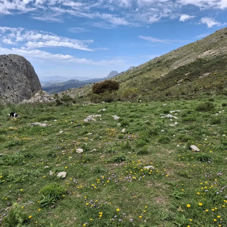 Sale of residential plot in Alfarnatejo