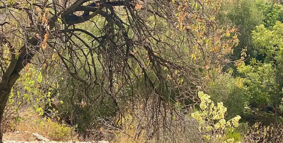 Продажа финки в Mijas 64