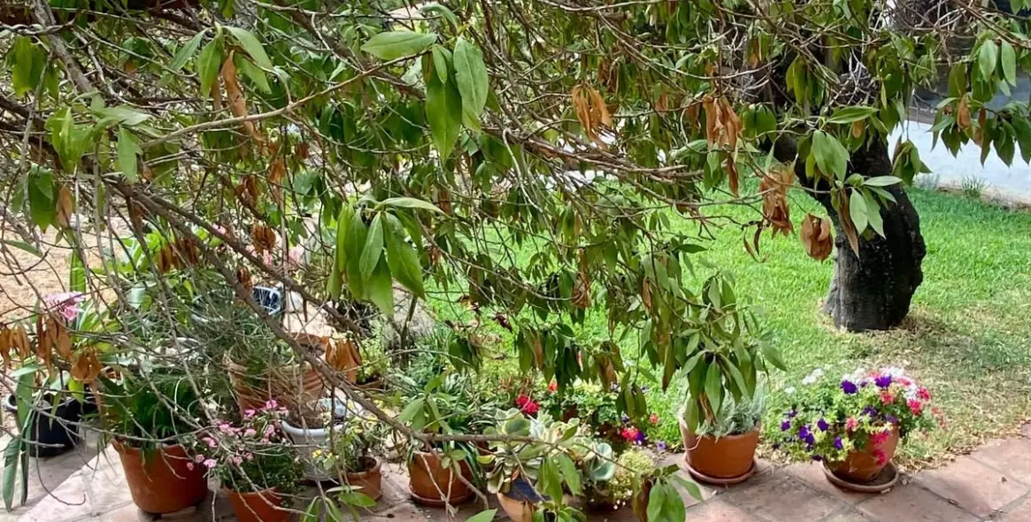 Продажа финки в Mijas 65