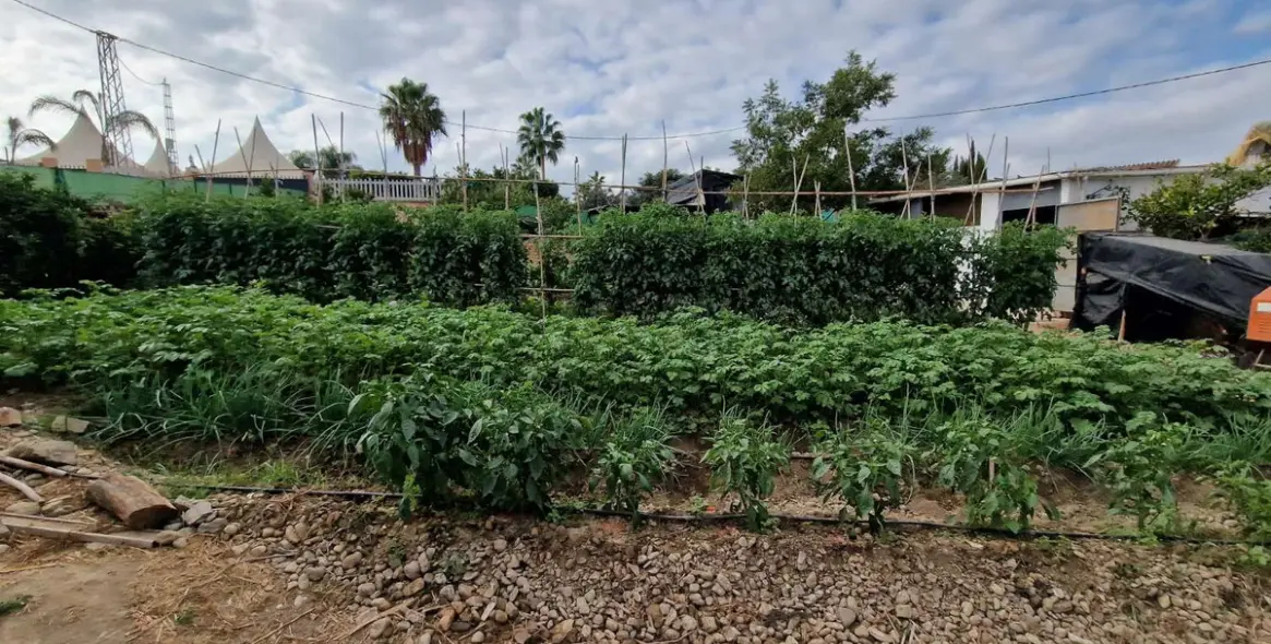 Sale of finca - cortijo in Alhaurín de la Torre 39