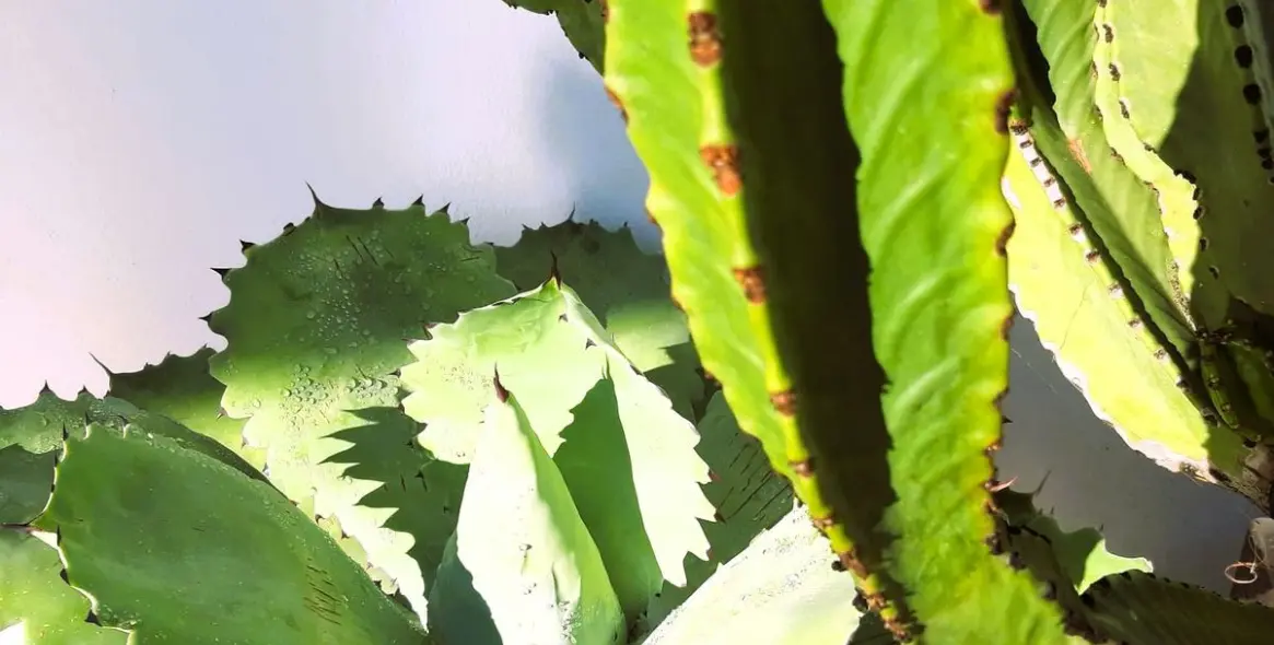 Venta de villa independiente en Mijas Costa 66