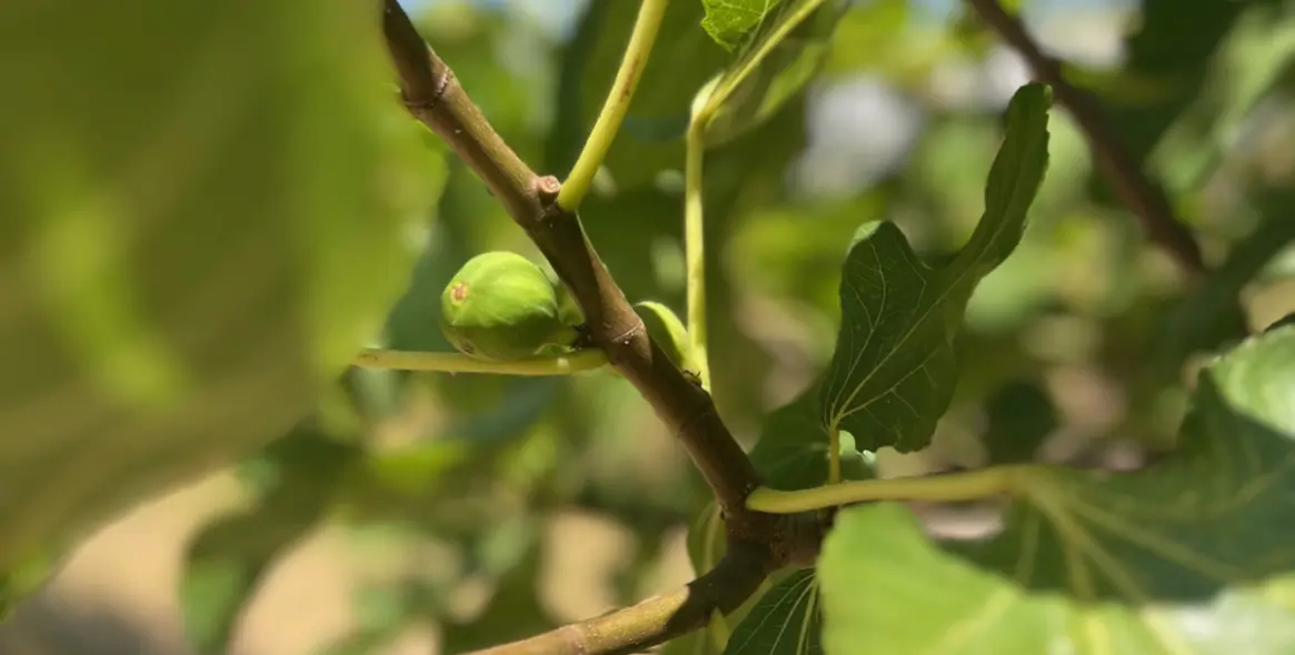 Продажа  отдельно стоящей виллы в Estepona 27