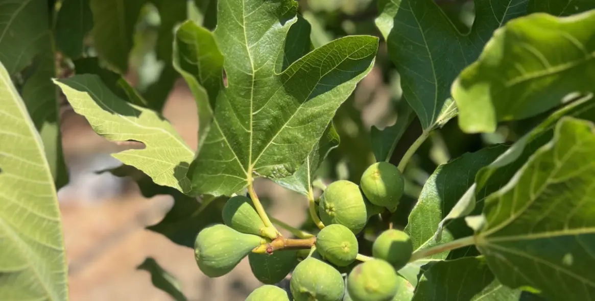 Продажа  отдельно стоящей виллы в Estepona 28