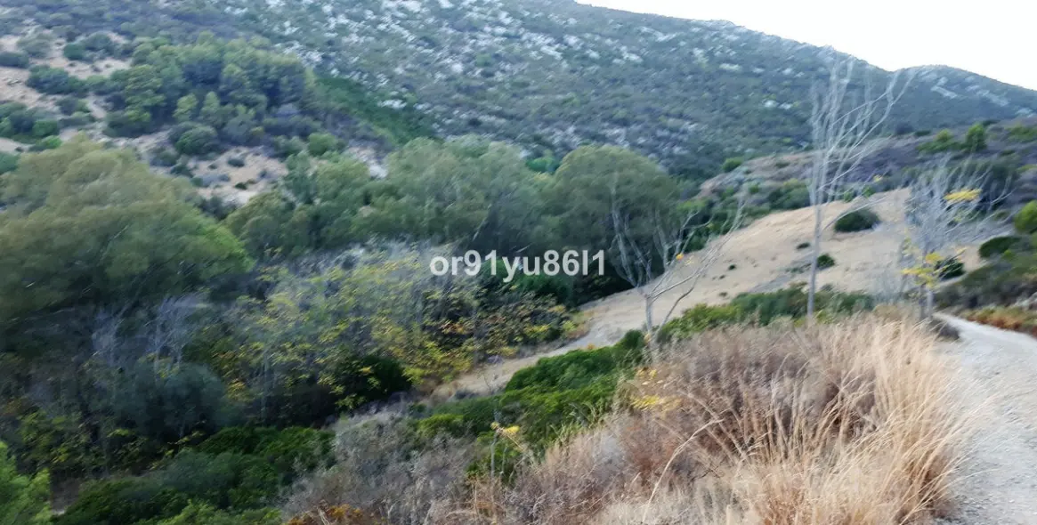 Venta de finca - cortijo en Casares 14