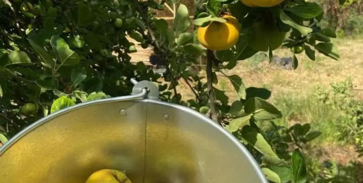 Sale of finca - cortijo in Monda 18