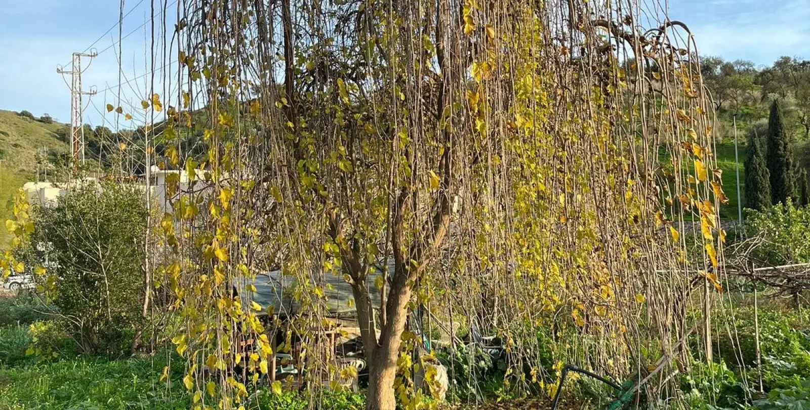 Venta de finca - cortijo en Campanillas 26