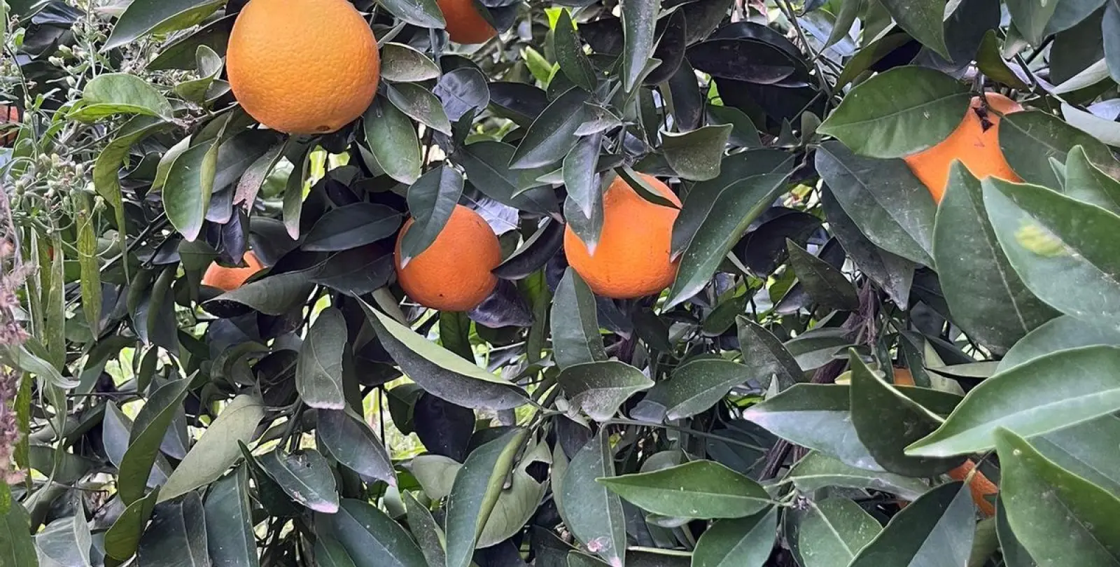 Venta de finca - cortijo en Campanillas 27
