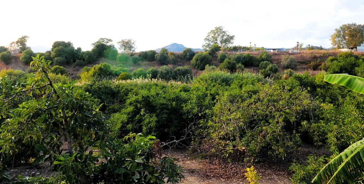 Продажа  жилого участка в San Pedro de Alcántara 1