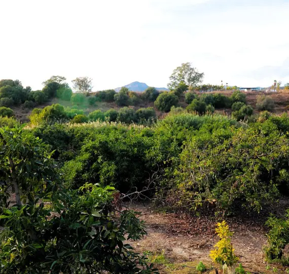 Venta de parcela residencial en San Pedro de Alcántara