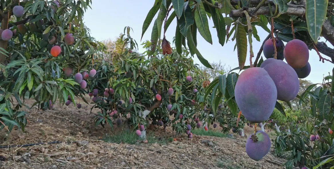 Продажа  отдельно стоящей виллы в Alhaurín el Grande 45