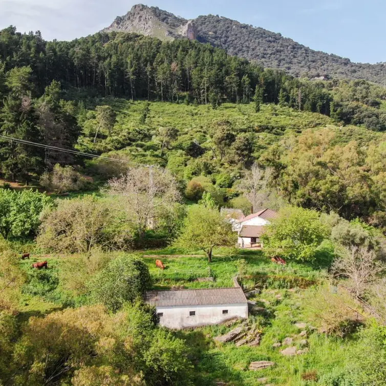 Sale of finca - cortijo in Gaucín