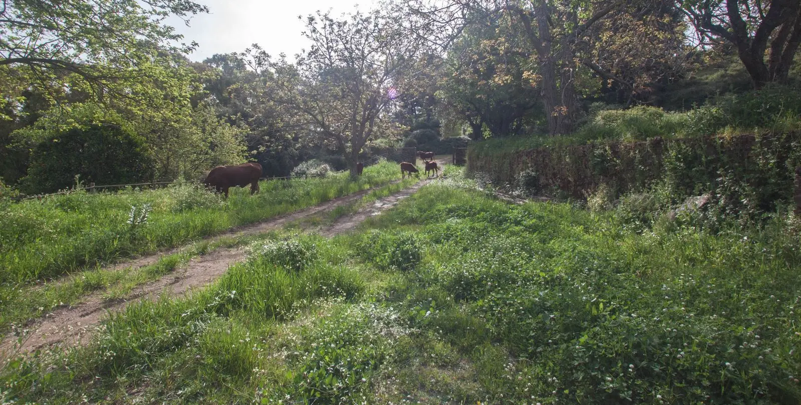 Venta de finca - cortijo en Gaucín 10