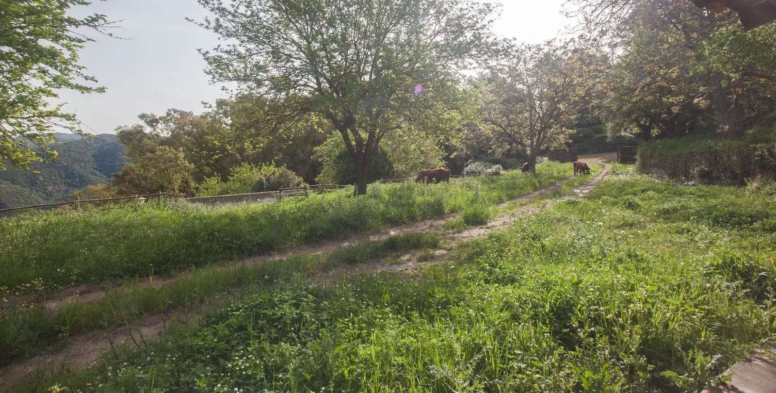 Venta de finca - cortijo en Gaucín 11
