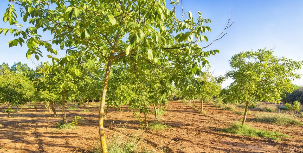 Sale of farm in Ronda 36